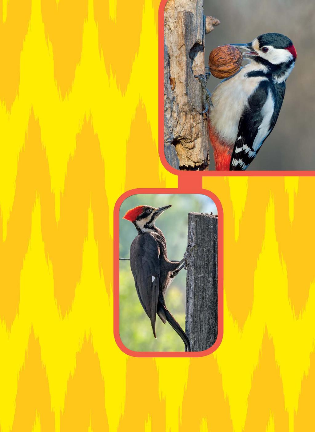 Birds A grub or a nut? Woodpeckers like to eat insects, especially grubs such as beetles and moths that live inside trees. They also eat fruit, nuts, and berries. Some woodpeckers feed on acorns.