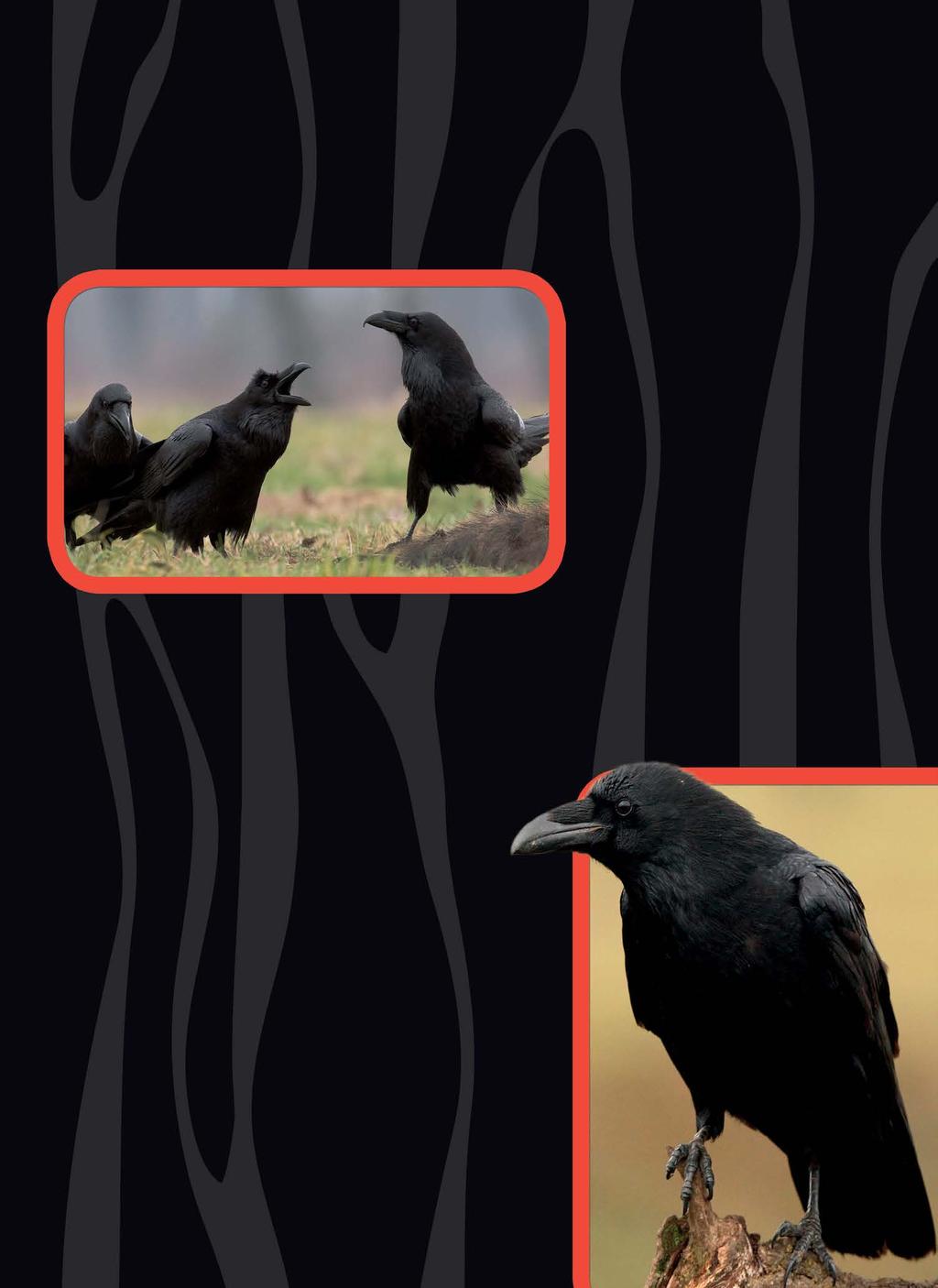 Birds How do crows talk? The truth is that crows do not really talk, but they do communicate with each other using caws.
