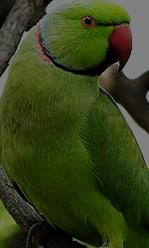 Parrot Facts Largest Population of Captive Wildlife 4 th most popular