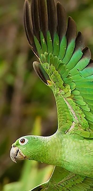 Increased interest and concern for parrots in captivity Welfare In Captivity Better understanding of biology and behavior - Aids in assessment of welfare Significant