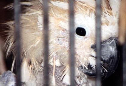 Evaluating Neglect, Abuse, Suffering, and Illness Parrots and other exotic birds often suffer in ways not readily recognized as mistreatment or neglect.