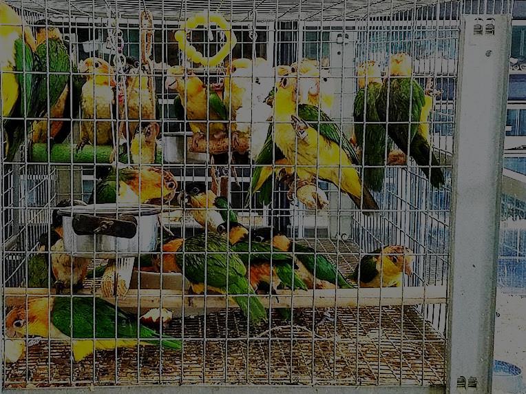 Pet Stores Retail stores rarely provide purchasers with adequate information on bird care, culture and behavior.