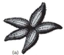 Examples for Echinodermata : (a) Asterias (b) Ophiura Phlum Hemichordata/Stomochordata :- Hemichordata was earlier considered as a sub-phylum under chordata.