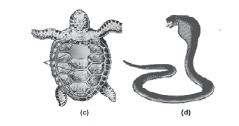 (a) Chabeleon, (b) Crocodilus, (c) Chelone, and (d) Naja Examples: Chelone (turtle), Testudo (tortoise), Chameleon (tree lizard), Calotes (garden lizard),