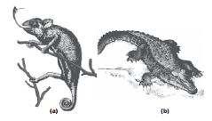 Classification of reptiles is based on the temporal fossa of skull.