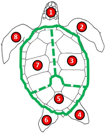 Figure 8. Body Check Body parts were predefined and numbered from one to eight. In hard-shelled sea turtle species (e.g. Green turtle) number five includes the last lateral scute on each side as well as the two last central scutes.