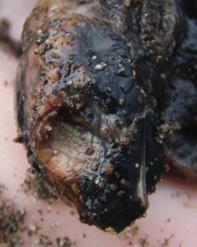 holes caused by crabs, ants, etc. Dead-in-nest Hatchling (DH) Hatchlings that exited the egg, but died inside the nest.