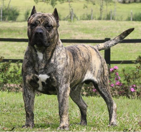Bulldog (All breeds) Mastiff (All breeds) Shih Tzu Cane Corso