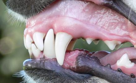 Image 15- Same bitch as in image 14. It is here obvious that the embedded canines do not inflict any harm to her gums.