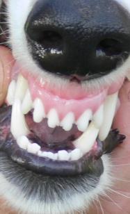 Image 15 WHAT IS MALOCCLUSION Malocclusion refers to abnormal positioning of the animal s dentition.