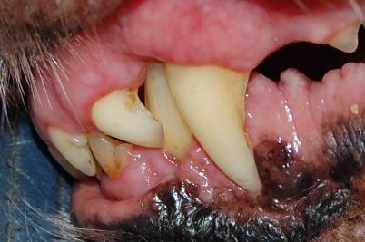 In this dog you are not able to see the tip of the lower canine. Image 24 This dog is 13 years old with a disqualifying bite.