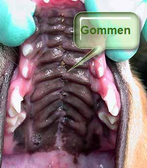 THE PALATE Palate The palate is the roof of the oral cavity between the teeth of the upper jaw as displayed in image 6 Evaluation of a bite regarding the lower canines touching the palate should not