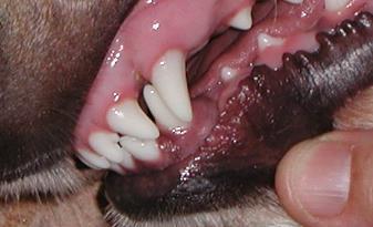 Image 13 Image 13- A puppy with the lower canines at this stage placed on the insides of the upper canines. This pup developed a correct bite when the canines where fully emerged.