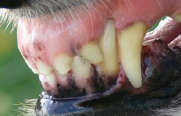It has been noted that there is a tendency to shorter canines in the breed and these may embed themselves deeper in the gums as the dog grows older.