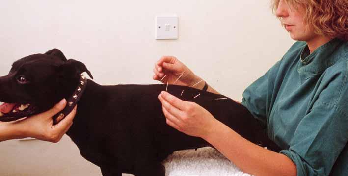 Gentle Dog Care An experienced practitioner performing acupuncture on a Staffordshire Bull Terrier.