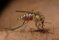 Mosquitoes: Malaria, Dengue, Chikungunya, West Nile virus Fleas: