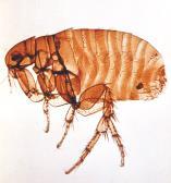 Blackflies: Onchercerciasis Ticks Hard-bodied (Ixodid) ticks :