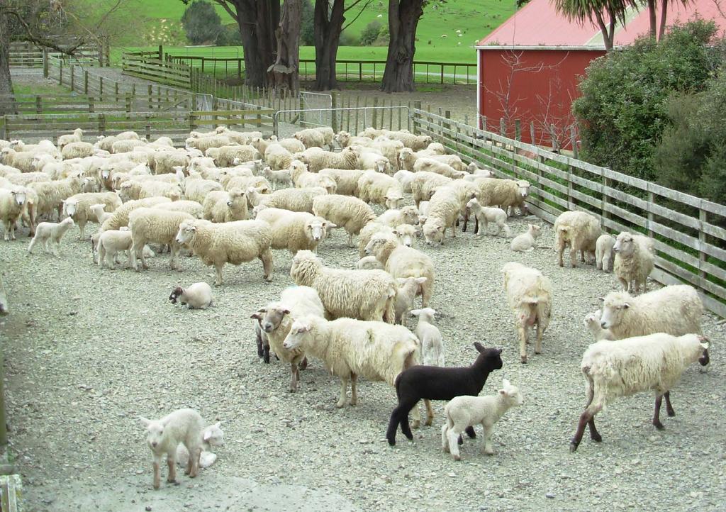 Resource D - Effect of nutrition on reproduction of Romney ewes Quality of pasture No of ewes Mean body weight (kg) % of pregnant ewes % of ewes carrying twins