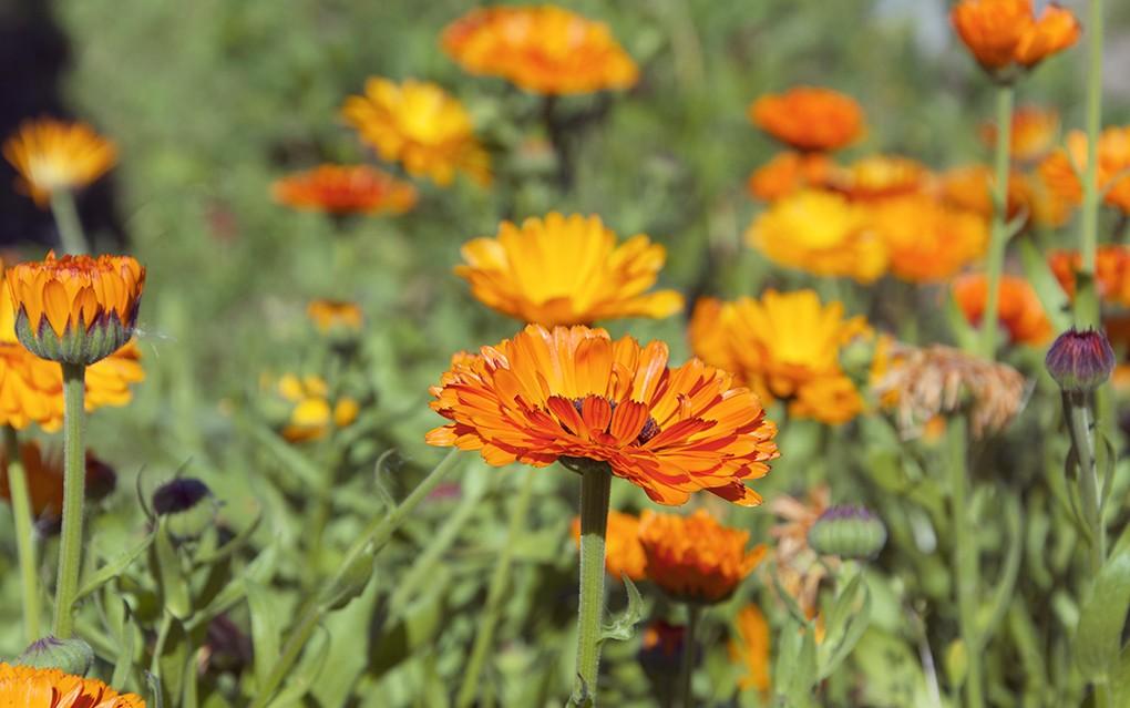 Flower of the Month Calendula The calendula is a member of the marigold family and is sometimes called the pot