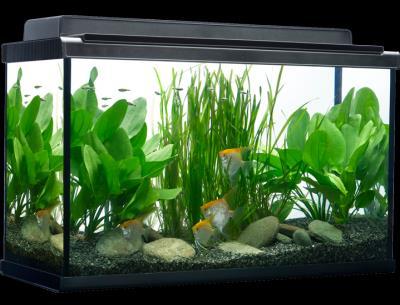 Introduction Aquarium keeping is one of America s most popular hobbies. No wonder - aquariums are decorative, relaxing, and fun. Aquariums are something the entire family can enjoy.