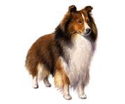 BREED CHARACTERISTICS: EXAMPLE How genetics influence breed appearance and behavior.