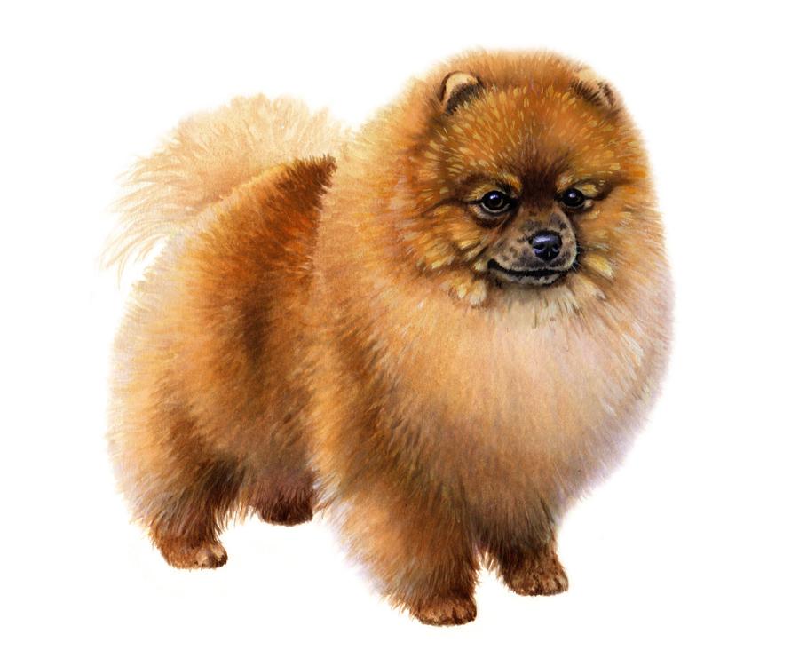 BREED CHARACTERISTICS: Breed Detected: Pomeranian Height: 7-12 in Weight (Show): 3-7 lb Weight (Pet): 3-10 lb Ears: Muzzle: Tail: The roots of today s Pomeranian breed can be traced back to Prussia,