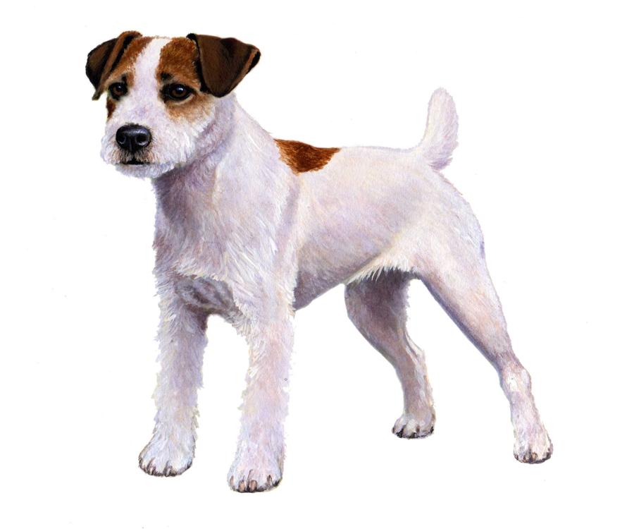 BREED CHARACTERISTICS: Breed Detected: Height: 11-15 in Parson Russell Terrier Weight (Show): 13-17 lb Weight (Pet): 11-23 lb Ears: Muzzle: Tail: Parson Russell Terrier is the name of the show