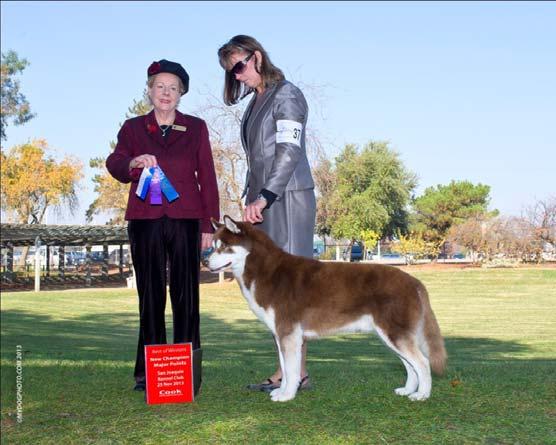 AWARDS TITLE COMPLETION: Championship CH. Kochevoey s Jet Afterburner Burney had minored out at the Bonanza Kennel Club show in October 2010.
