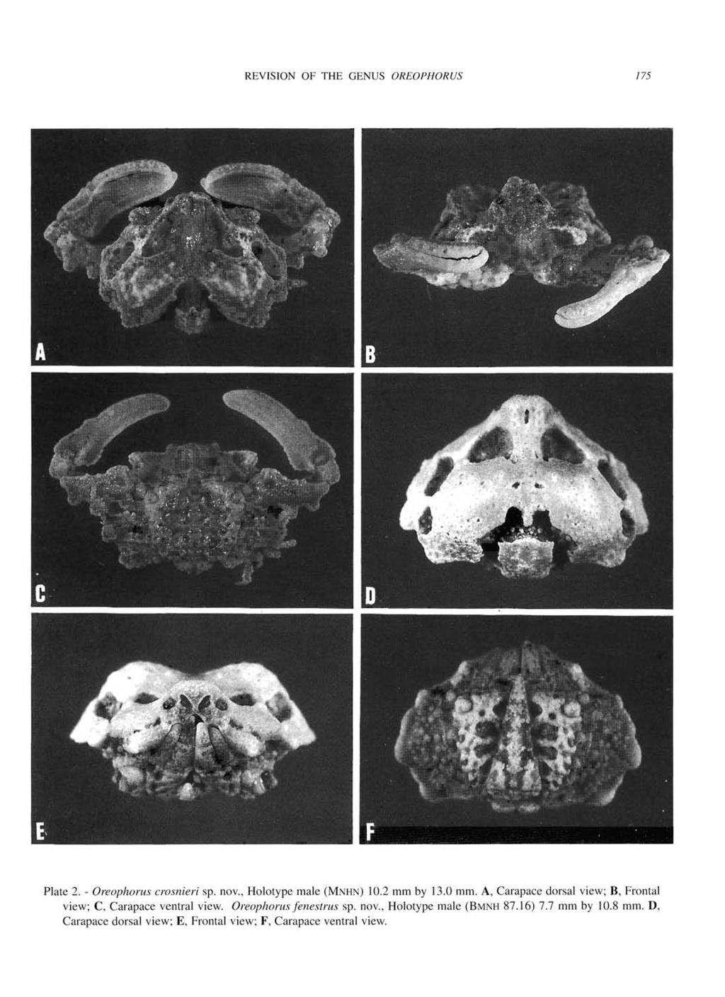REVISION OF THE GENUS OREOPHORUS 175 Plate 2. - Oreophorus crosnieri sp. nov., Holotype male (MNHN) 10.2 mm by 13.0 mm.
