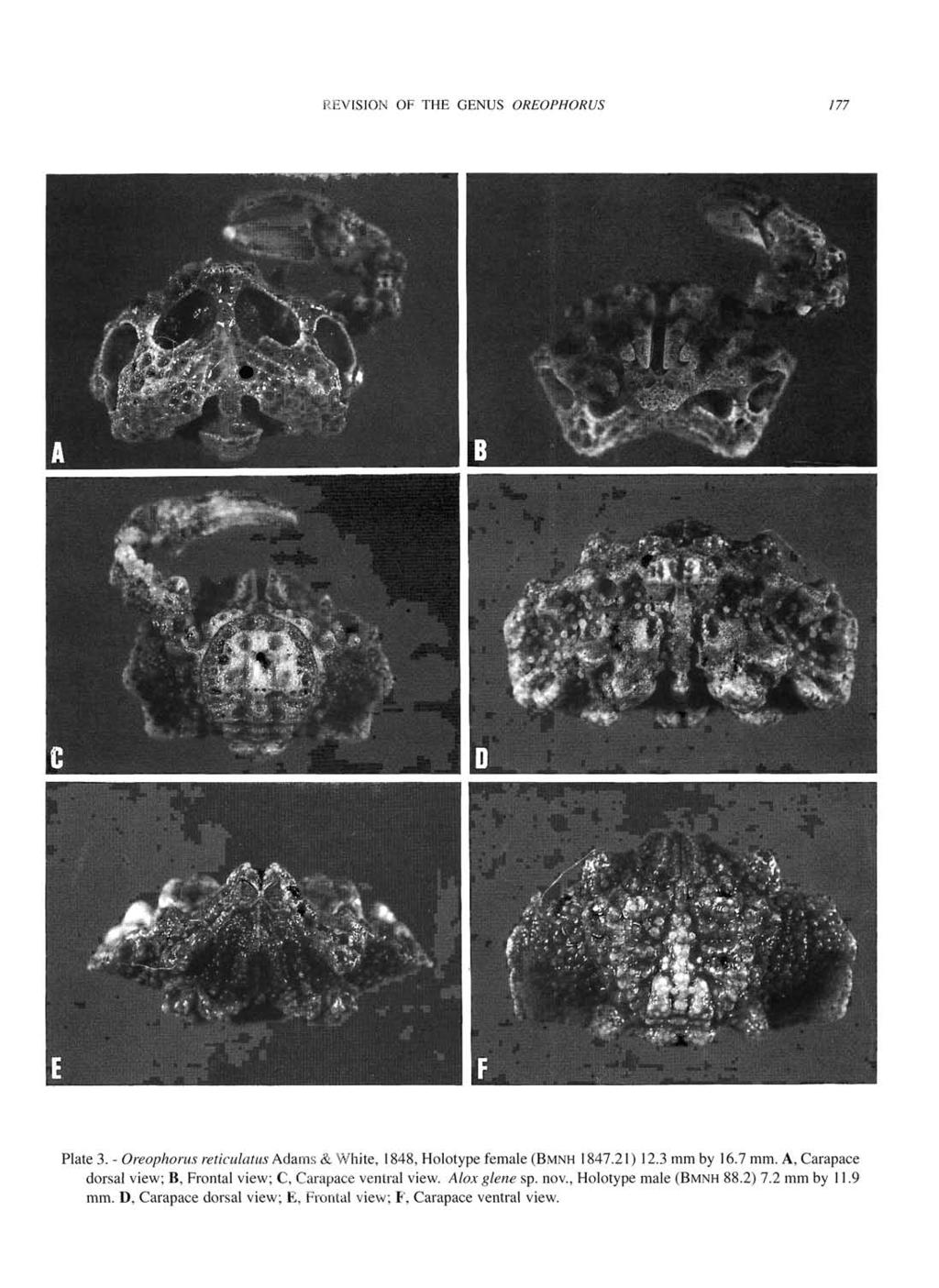 REVISION OF THE GENUS OREOPHORUS 177 Plate 3. - Oreophorus reticulatus Adams & V/hite, 1848, Holotype female (BMNH 1847.21) 12.3 mm by 16.7 mm.