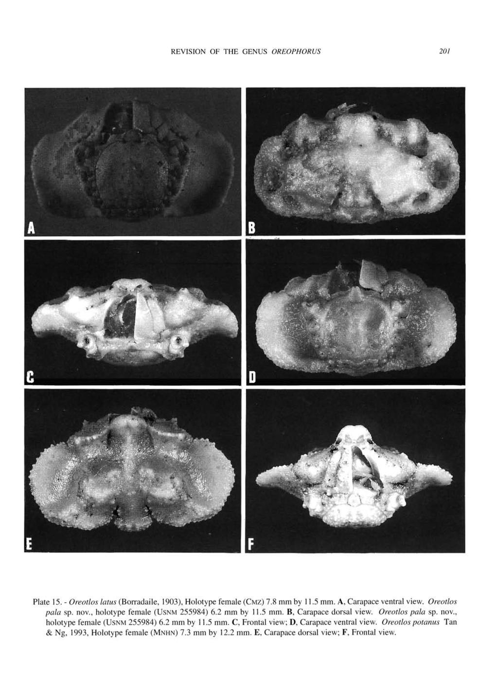 REVISION OF THE GENUS OREOPHORUS 201 Plate 15. - Oreotlos latus (Borradaile, 1903), Holotype female (CMZ) 7.8 mm by 11.5 mm. A, Carapace ventral view. Oreotlos pala sp. nov.