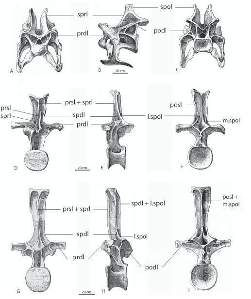 Salgado et al.: Neural laminae of sauropod dinosaurs 71 Fig. 1: Axial skeleton of Apatosaurus, CM (Carnegie Museum) 563 (A.
