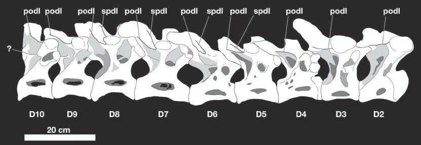 Salgado et al.: Neural laminae of sauropod dinosaurs 73 Fig. 2: Schematic of the sequence of dorsal vertebrae of Trigonosaurus. (Redrawn from Powell, 1987).