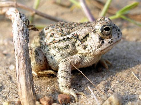 Northern Cricket Frog Acris