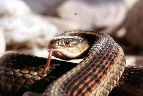 platyrhinos) Not encountered Smooth Green Snake (Liochlorophis vernalis) Not