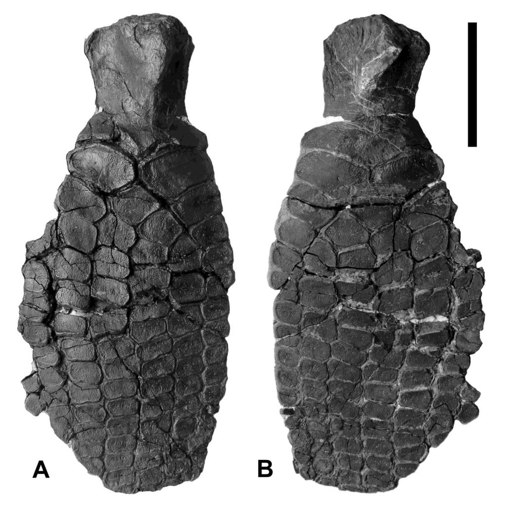122 PALUDICOLA, VOL. 10, NO. 2, 2015 FIGURE 2. YORYM 2005.2411, an isolated, incomplete left forefin of a large Ichthyosaurus from the Lias of Yorkshire. A.