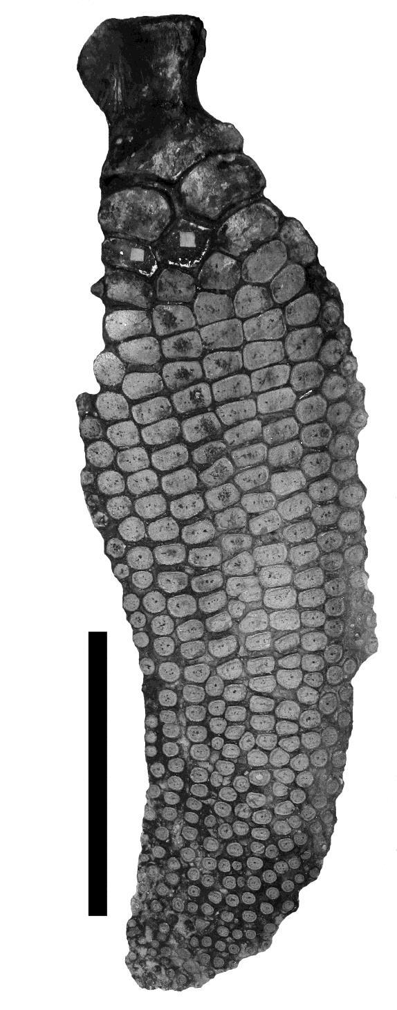 MASSARE, LOMAX AND KLEIN FOREFIN OF ICHTHYOSAURUS 123 in the analysis (Appendix 4). The length estimated for YORYM 2005.