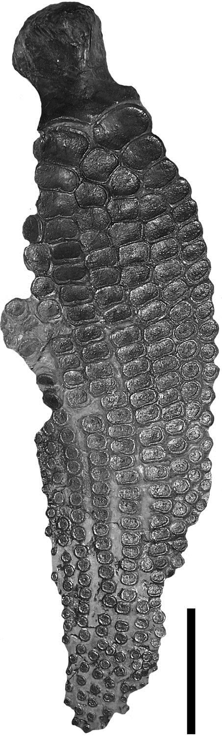 MASSARE, LOMAX AND KLEIN FOREFIN OF ICHTHYOSAURUS 125 FIGURE 5: NHMUK R224 (holotype of I.