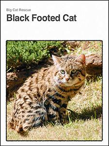 2 More Books The Black Footed Cat