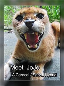 Meet JoJo - FREE Hybrid