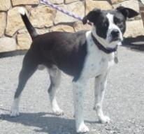 Meet Simon Pet ID: 35454608 Breed: terrier mix Age: 9 mo. Color: black/white Gender: male Size: medium Simon came to us as a stray from the Morris Twp Area.