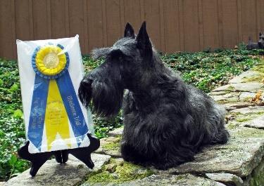 SHOW WINS AND BRAGS: Ayreworth Scottish Terriers Lucy Berninger McNabney CH AYREWORTH I HAUL IT, UDX2 VER OM3 IKE (seen above) April 29, 2018 Columbus OH, Ike won Utility B for 10 more OTCh points