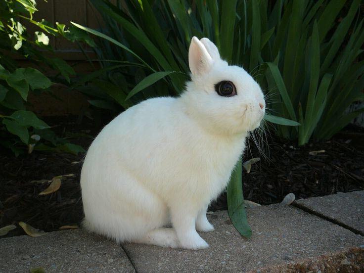 Breed of the Week Dwarf Hotot Rabbit information and facts about the Dwarf Hotot Rabbit Breed. Learn more about Dwarf Hotot Rabbits in this article. Breed photos are included.