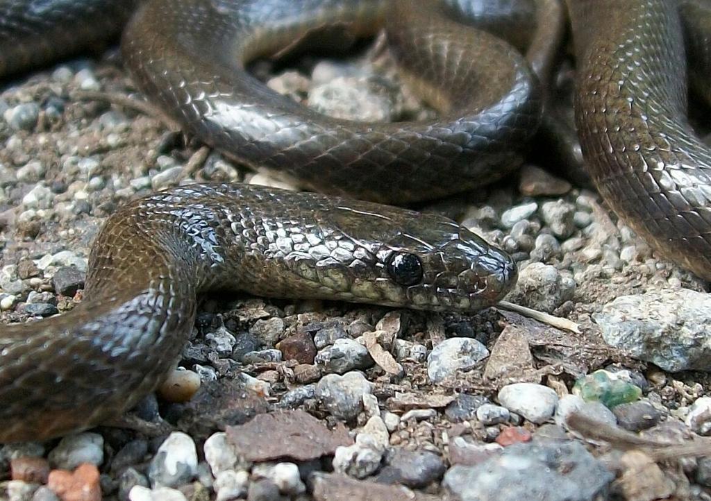 Indian Smooth Snake (Coronella brachyura) A B Fig. 3.