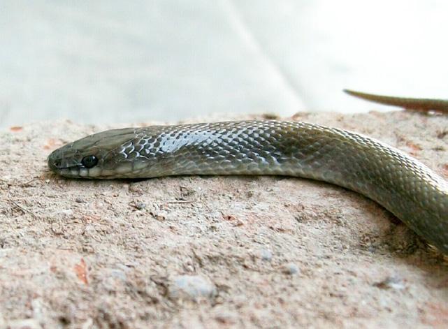 Indian Smooth Snake (Coronella brachyura) A B C Fig. 5.