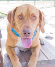 Please call 910-392-0557 to adopt us! Adopt-An-ANGEL People call me Mya. I am the sweetest 8-month-old puppy. I am full of life and a bundle of fun!