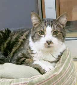 I m a very sweet and shy boy and I like to snuggle in my bed. I m approximately 3-years-old, neutered, felv/ FIV negative and vaccinated.