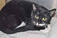 Please call 910-792-9014 to adopt us! Hey, my name is Blaire! I m a 5-month-old black and white female kitten. I came from Sampson County Animal Control.