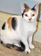 I am a total sweetheart who loves attention. I'm very inquisitive, I love to play, and cuddling Spot is pretty awesome, too.