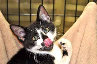 I would do best in a home with another cat/kitten. Hey, my name is Selena, and I'm a black and white 12-week-old kitten. Personality wise, I'm shy and sweet.